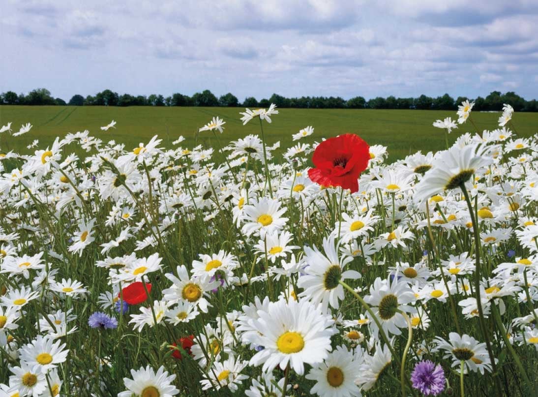2389464 BLOMSTERFRØ TURFLINE 2