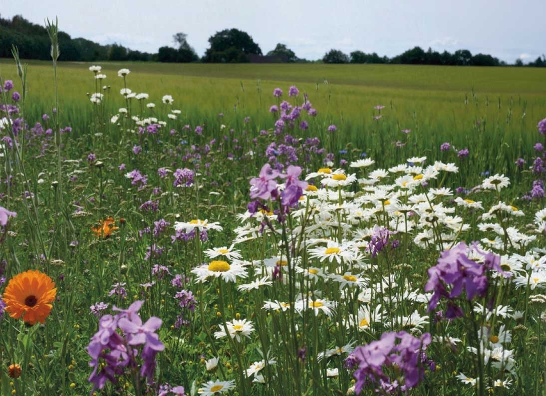 2389465 BLOMSTERFRØ TURFLINE 2