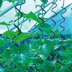 5869857 JULIANA PLANTESPIRAL 3 STK Web