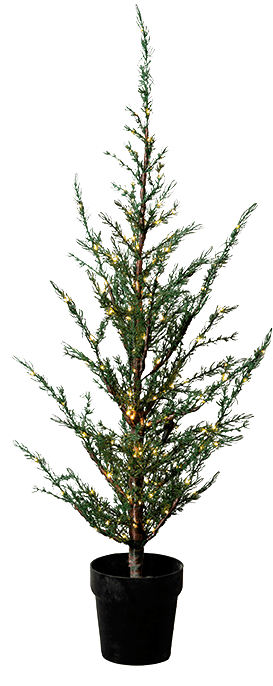 2292400 SIRIUS MILAS CEDERTRÆ H100CM 1