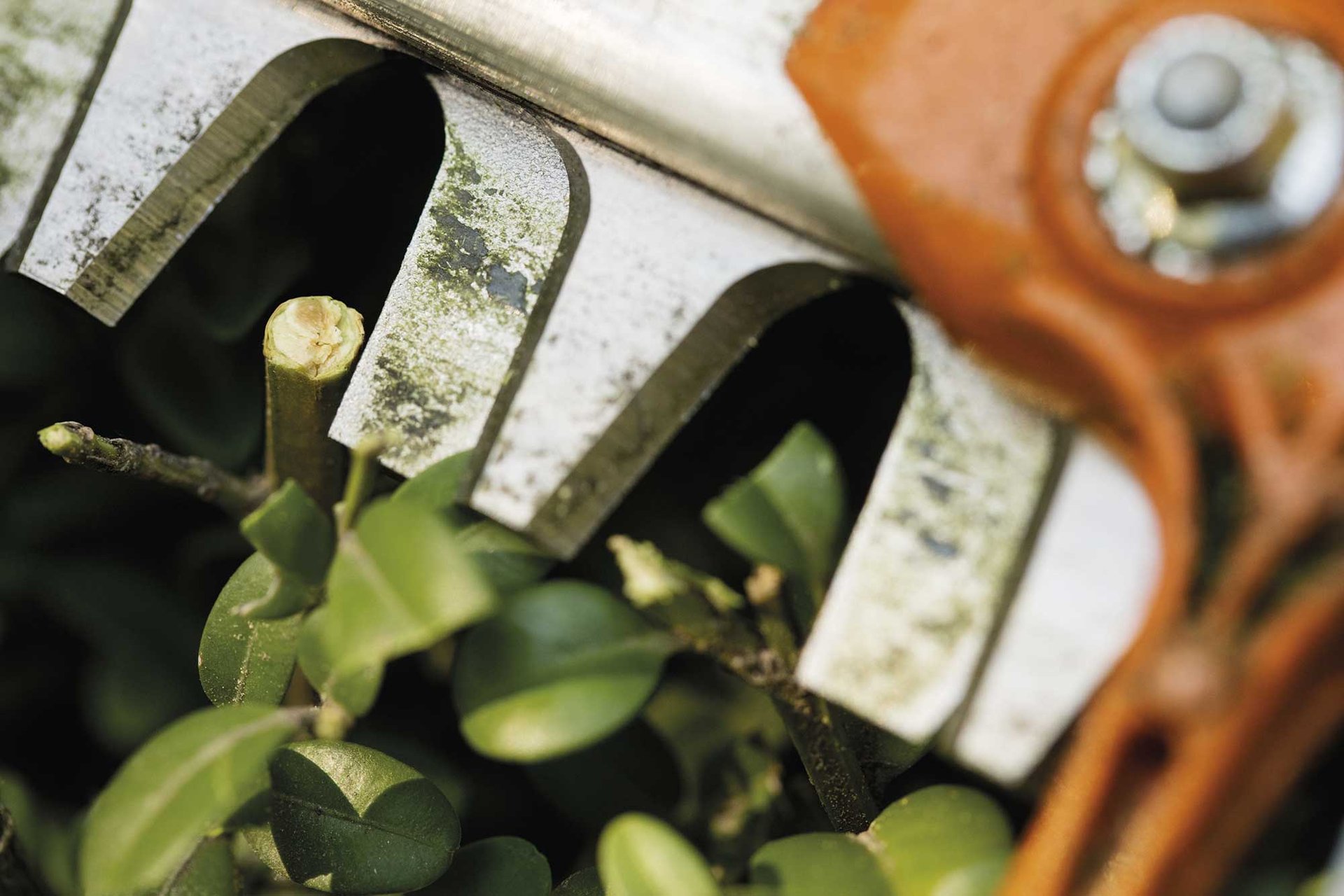 2152952-9143341_STIHL-BATTERI-H%25C3%2586KKEKLIPPER-2.jpg